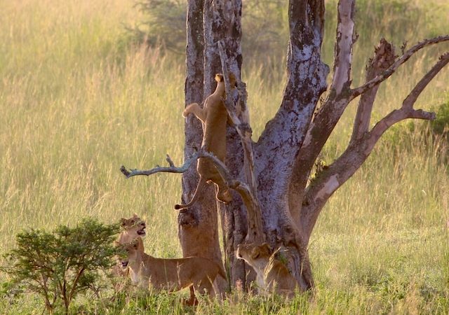 De 3 beste nationale parken in Oeganda